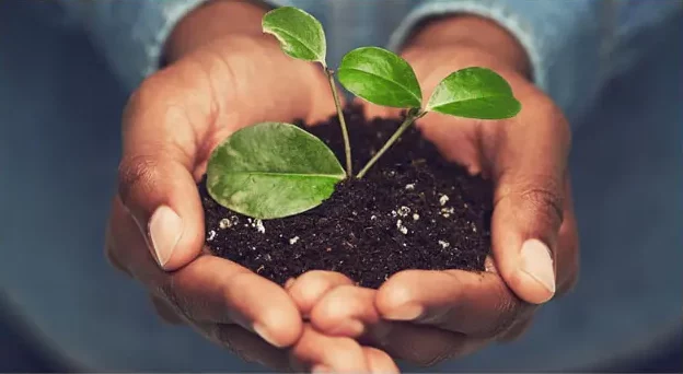 Cracking the Mindset Code: Unleashing Workplace Brilliance 5 Hands supportively holding dirt and growing plant